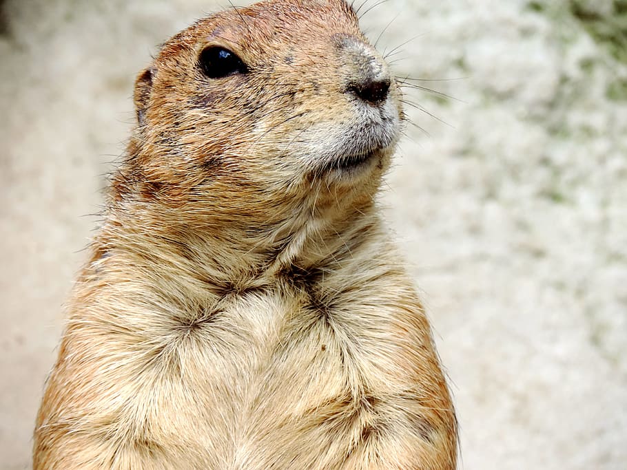 marmot, rodent, croissant, mankei, meerkat, animal, zoo, hibernation HD wallpaper