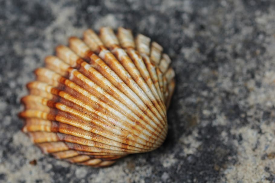 brown seashell, Shell, Lake, Decorative, holiday, sand, beach HD wallpaper
