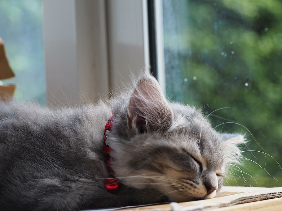 gray cat, asleep, cute, the sleeping, relax, relaxing, to relax HD wallpaper