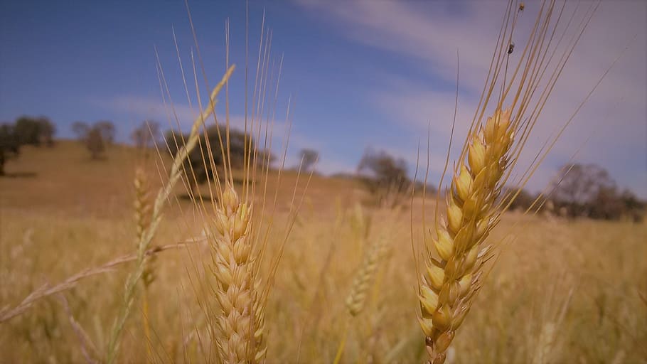 wheat, crop, summer, cereal plant, agriculture, landscape, field HD wallpaper