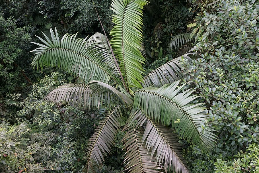 rainforest, tree, away, tropical, nature, jungle, central america HD wallpaper