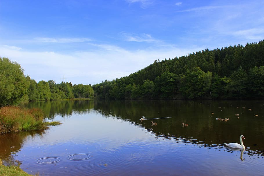 Lake, Landscape, Nature, reflection, tree, water, sky, plant HD wallpaper