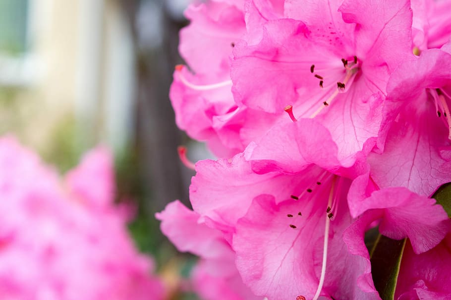 Pink, Flowers, Spring, Branch, Branch, Plant, nature, garden HD wallpaper