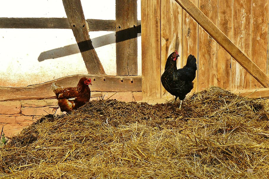 two black and red hens standing on brown soil, chickens, farm, HD wallpaper