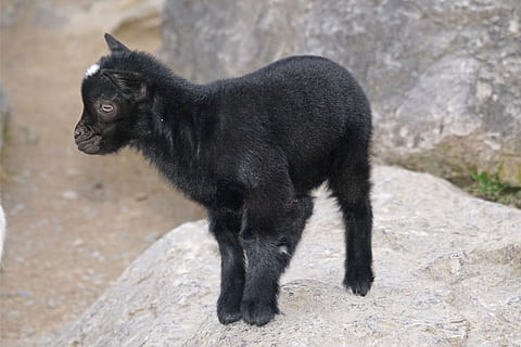 black cat 4s goat