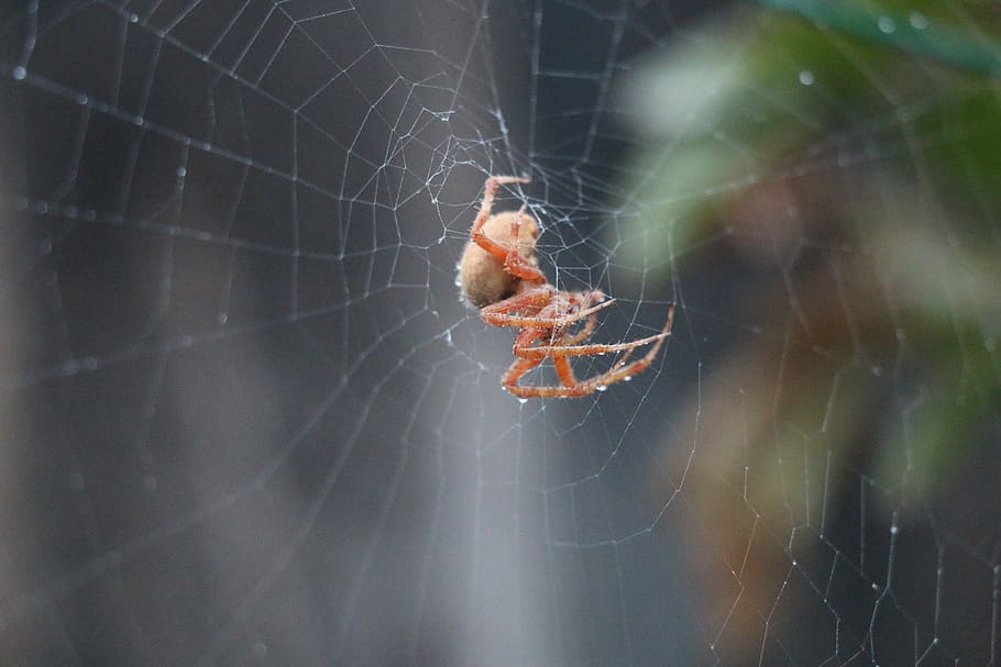 spider, spiderweb, arachnid, trap, insect, animal, animal themes HD wallpaper