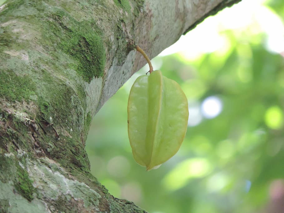 star fruit, star fruit tree, plant, close-up, trunk, tree trunk HD wallpaper