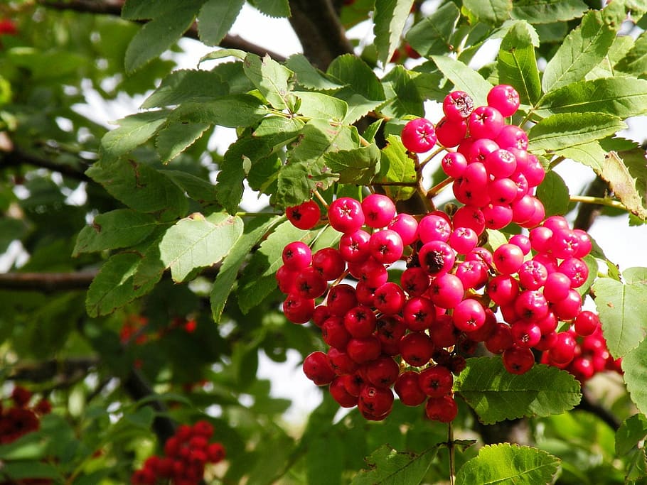 berries, red, tree, leaves, berry, fruit, healthy, sweet, fresh HD wallpaper