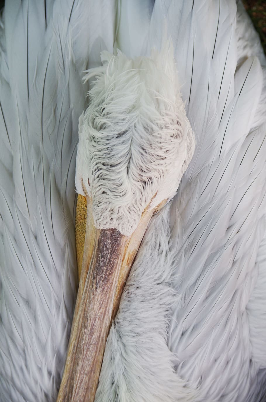 pelican, sleep, white, feathers, bird, close-up, white color HD wallpaper