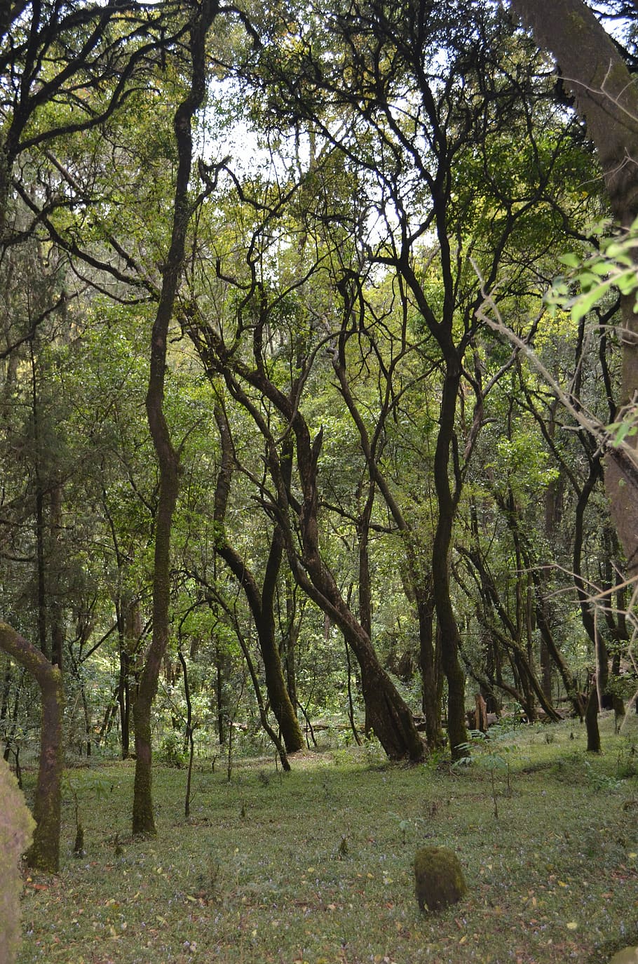trees, forest, woods, landscape, natural, ethiopia, menagesha forest HD wallpaper