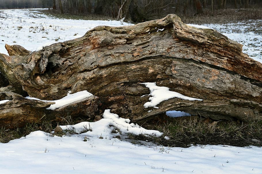 old, tree, forest, nature, cracks, snow, winter, cold temperature HD wallpaper