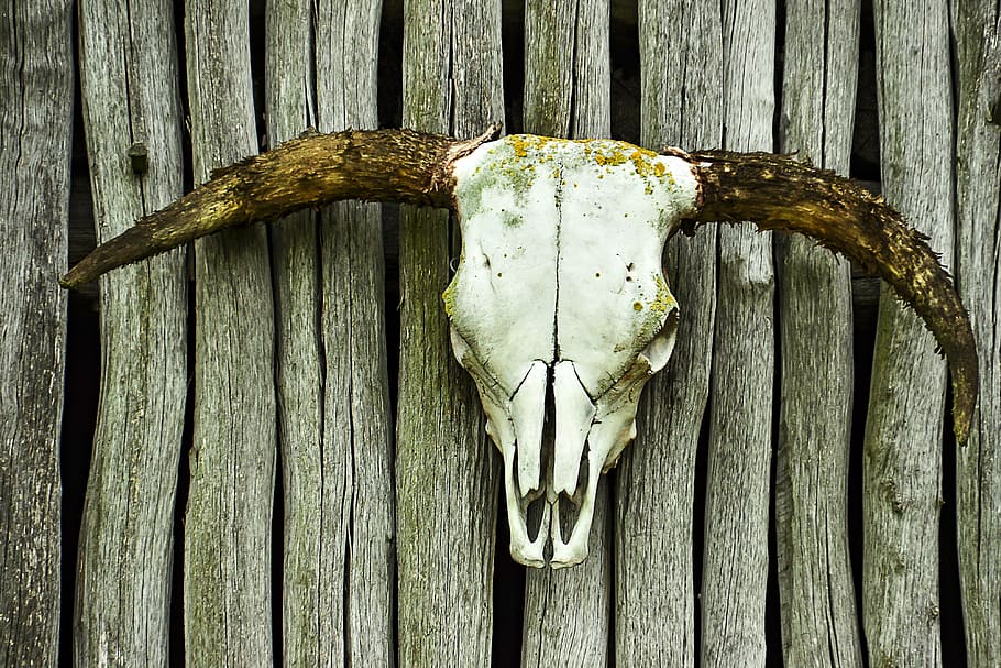 brown and white antler decor, skull, beef, bone, horns, wood - material HD wallpaper