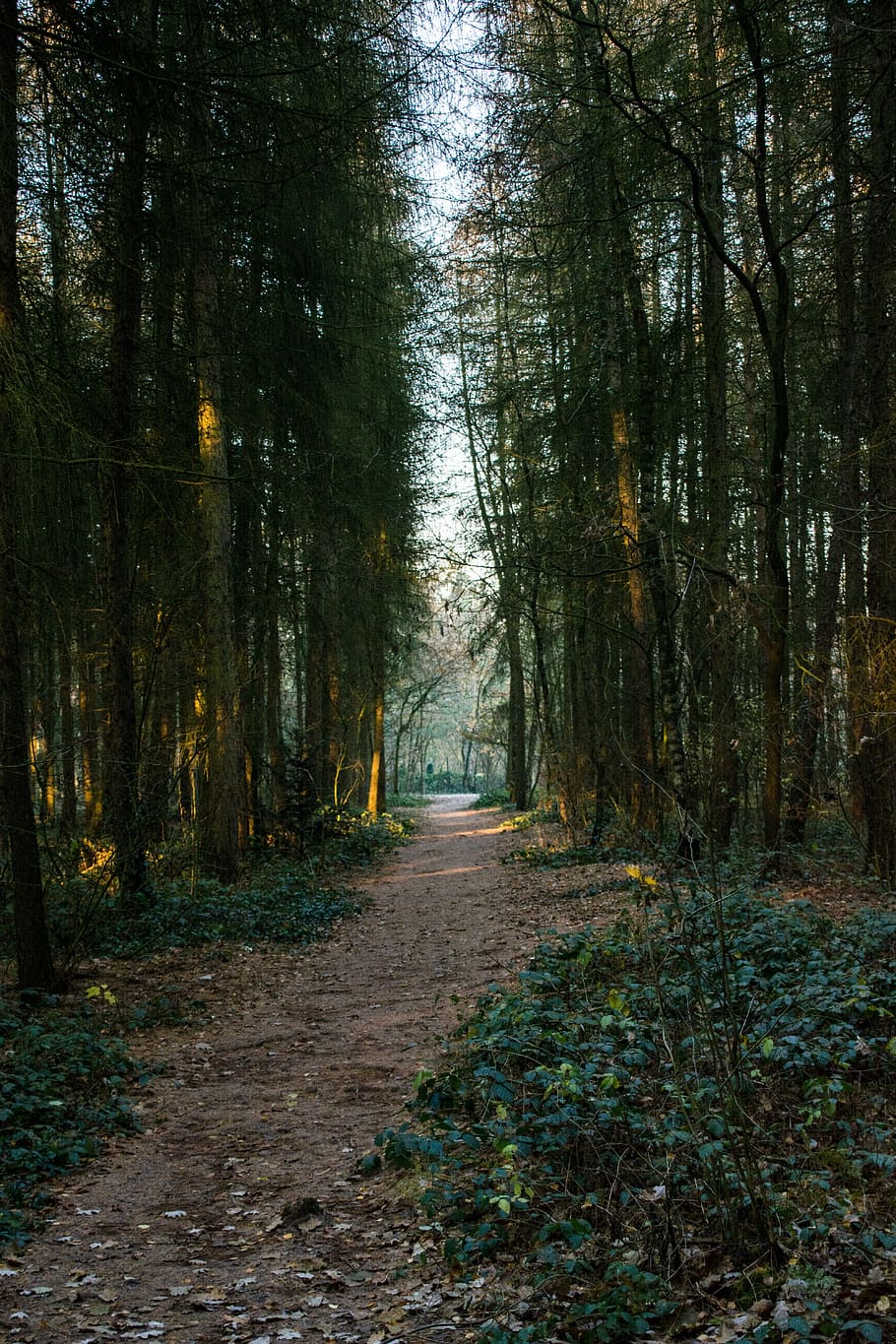 forest, woods, path, winter, outside, nature, tree, plant, direction HD wallpaper
