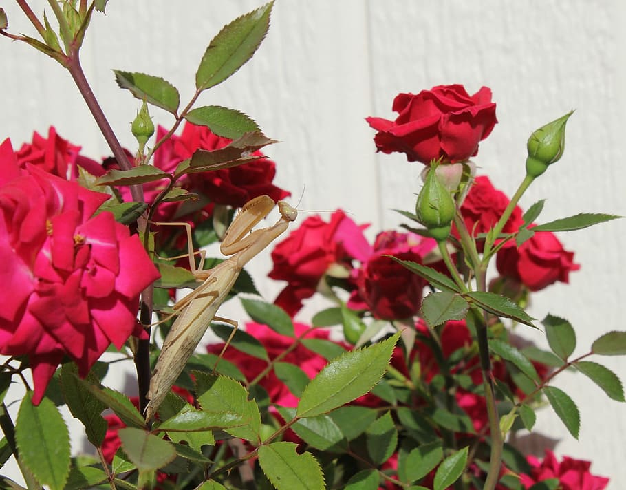 praying mantis, macro, brown, bug, nature, insect, roses, red HD wallpaper