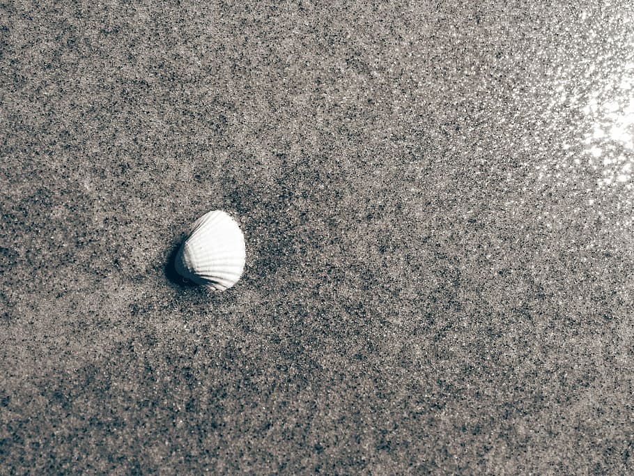 Shell, Background, Beach, Wet, golf ball, no people, sand, full frame HD wallpaper