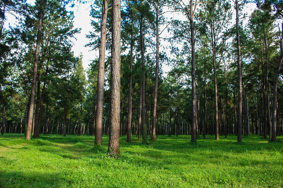 Pine Forest, Forest, View, Pine, Tree, natural, outdoor, wood HD wallpaper