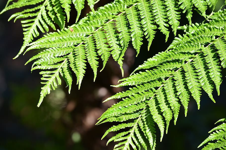 fern, plant, leaf, nature, green, botany, flora, botanical HD wallpaper