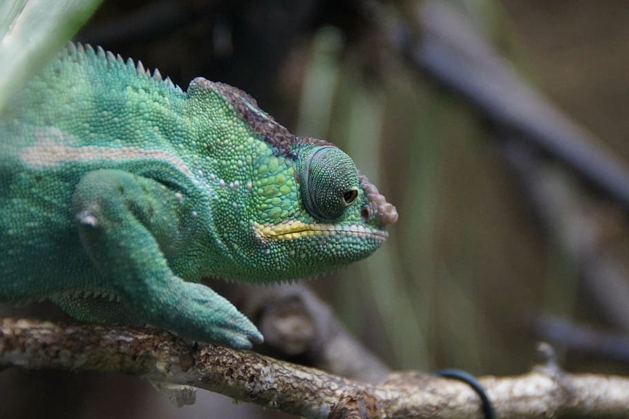 chameleon, green, reptile, animal, head, chamaeleonidae, eye, HD wallpaper