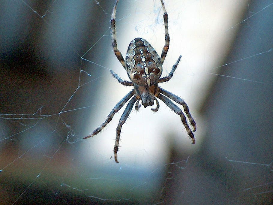 garden spider, nature, network, toxic, risk, nature conservation HD wallpaper