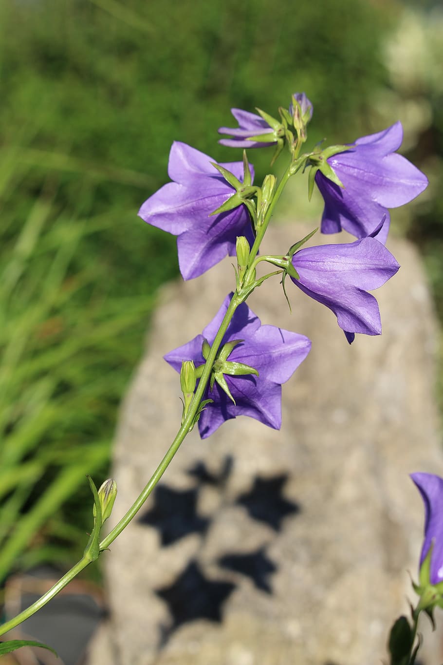 Blossom, Bloom, Purple, Shadow, Violet, flower, plant, growth HD wallpaper