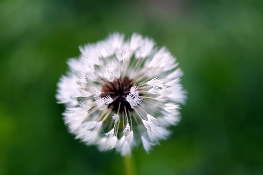 dandelion, rosa, water, drops, fluff, white, morning, nuns HD wallpaper