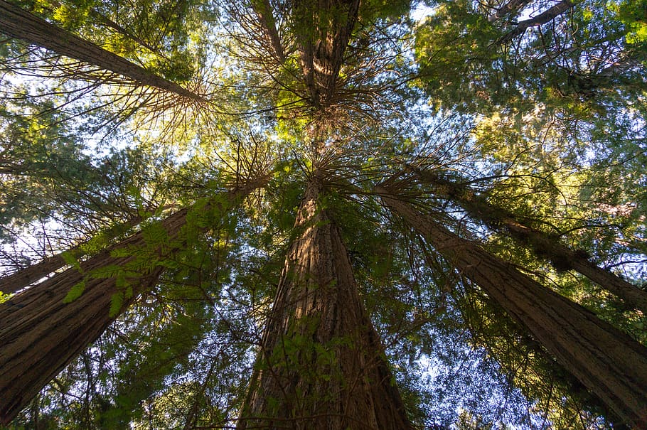 giant redwoods, san francisco, california, tree, plant, low angle view, HD wallpaper