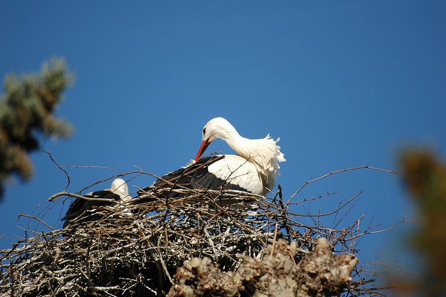 Stork, Nest, Bird, animals in the wild, animal wildlife, animal themes HD wallpaper