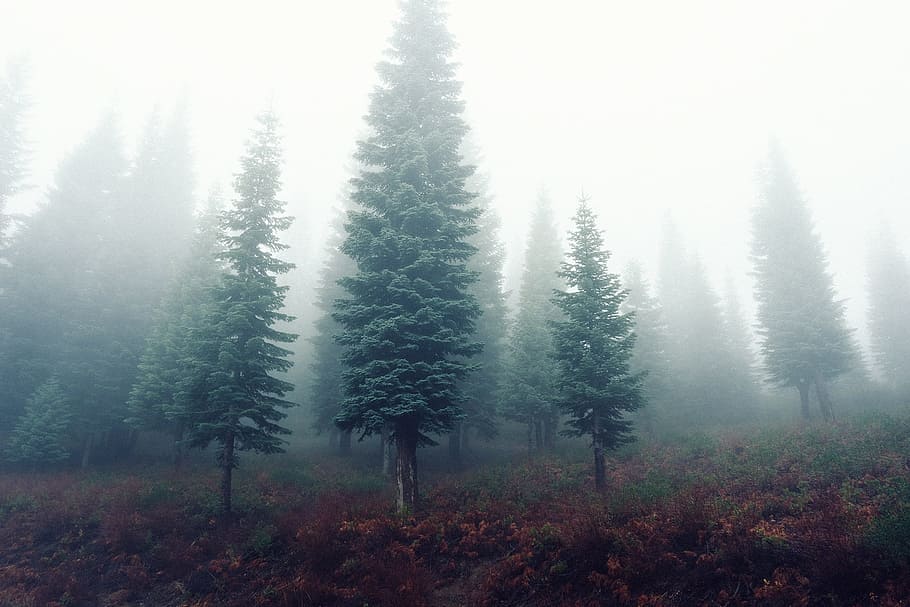 trees with fogs panoramic photgraphy, pine tree, covered, fir trees, HD wallpaper