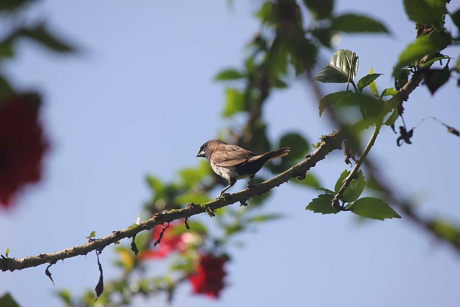 branch, bird, nature, animal, animal wildlife, animal themes HD wallpaper