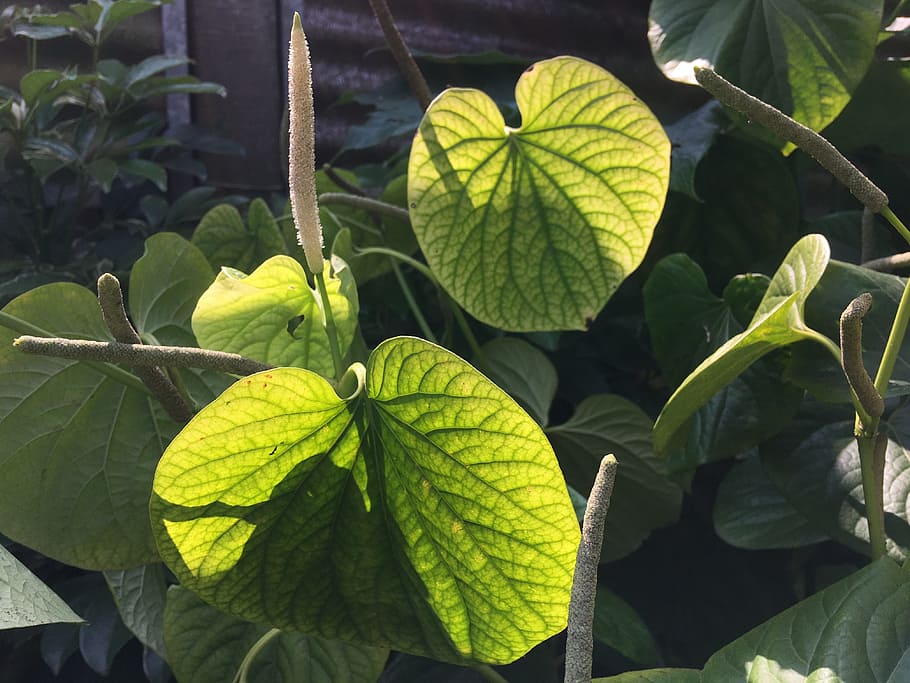 plant, leaf, green, green leaf, garden, plant green, green leaves HD wallpaper