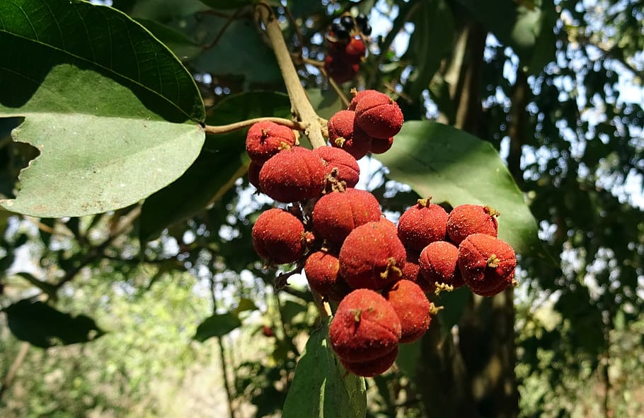berries, berry, wild, plum, fruit, sahyadri, western ghats HD wallpaper