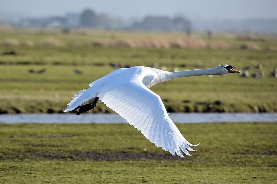 white goose flying during daytime, focus, photography, swan, bird