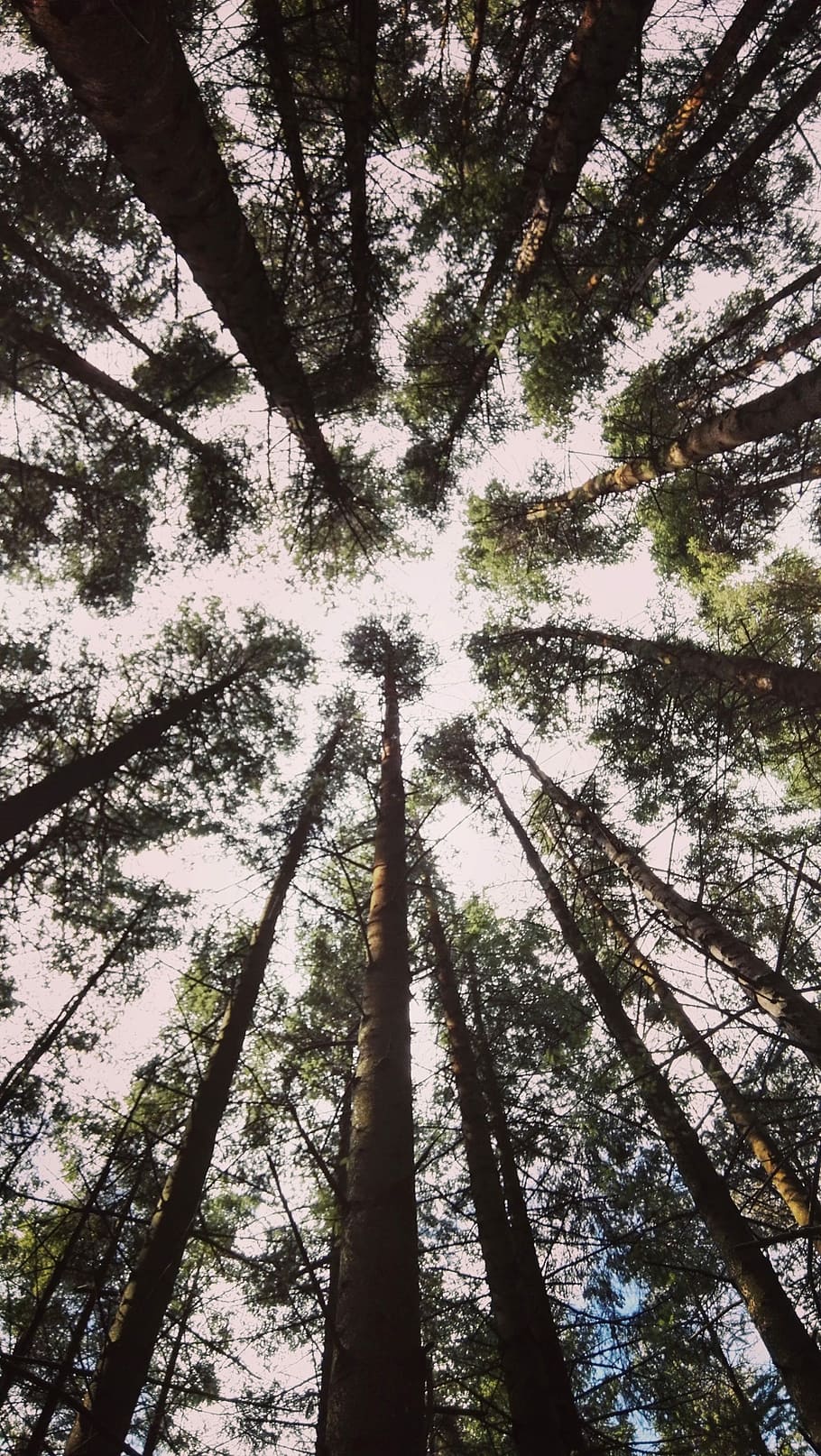 Forest, Trees, Nature, Green, Wood, environment, natural, scenery HD wallpaper