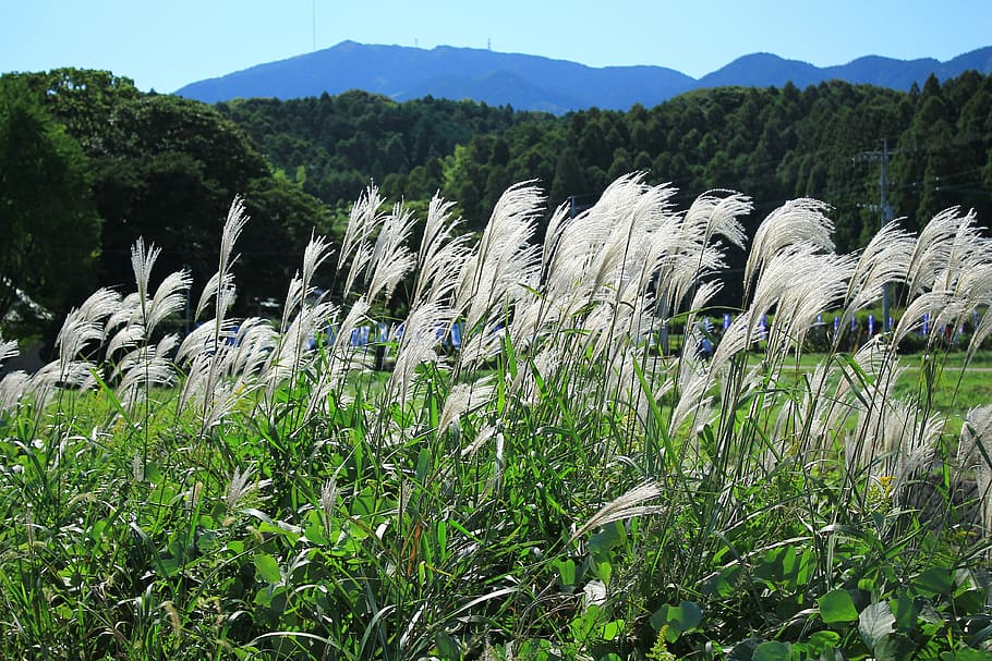 natural, japan, mountain, plant, growth, beauty in nature, land HD wallpaper