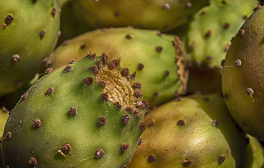 prickly pears, fruit, food, food and drink, healthy eating HD wallpaper