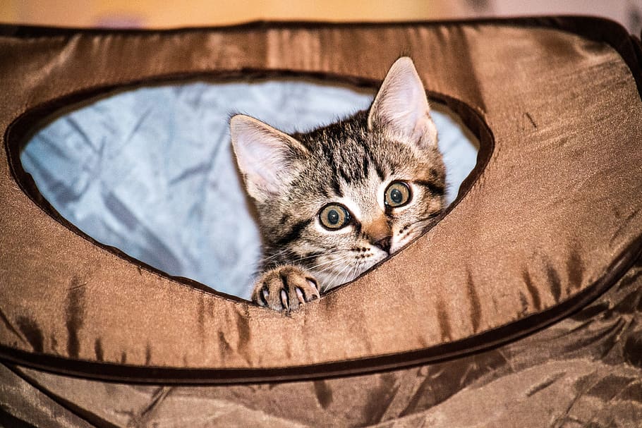 kitten inside brown bag, Cat, Small, Cute, Sweet, Pet, young HD wallpaper