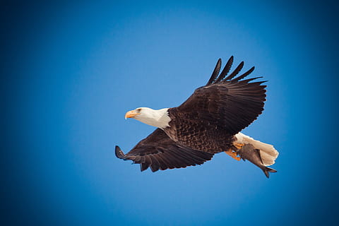 Bald Eagle photography, eagle flying, soar, bird, nature, flight HD wallpaper