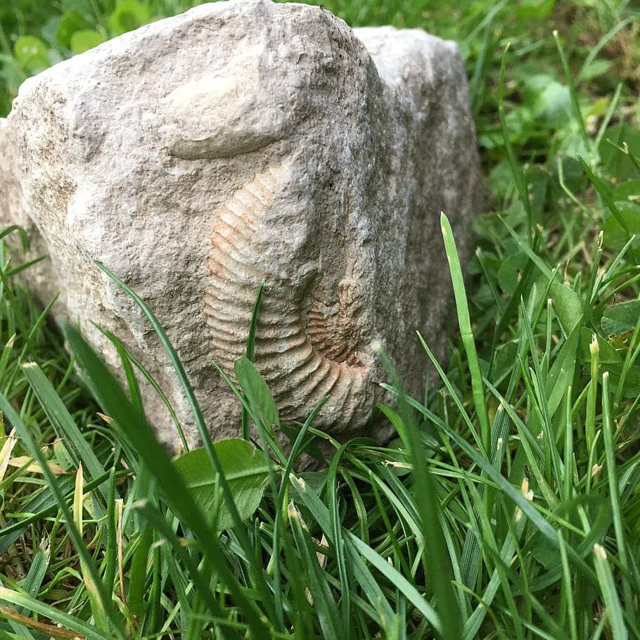 artifact, fossil, stone, grass, plant, animal, close-up, nature HD wallpaper