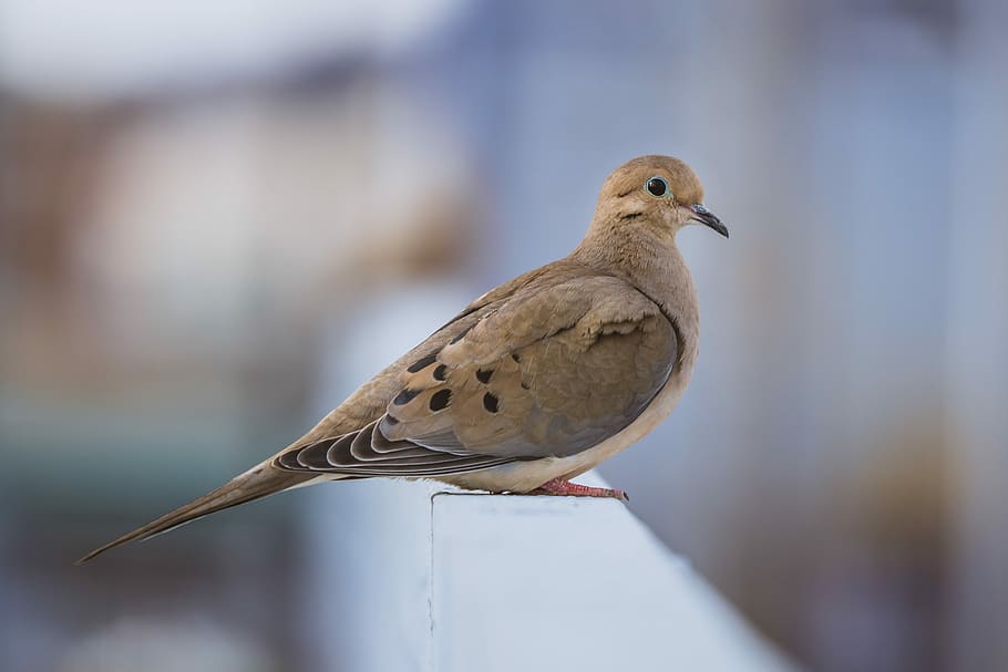 brown and beige bird in selectve, focus photo of brown bird, dove HD wallpaper