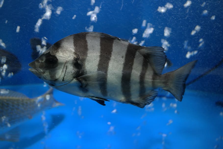 fish, line dome, animal themes, animals in the wild, animal wildlife HD wallpaper