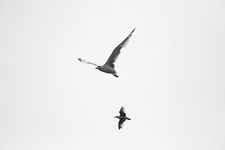 two birds flying during daytime, sky, white, wings vector, nature HD wallpaper