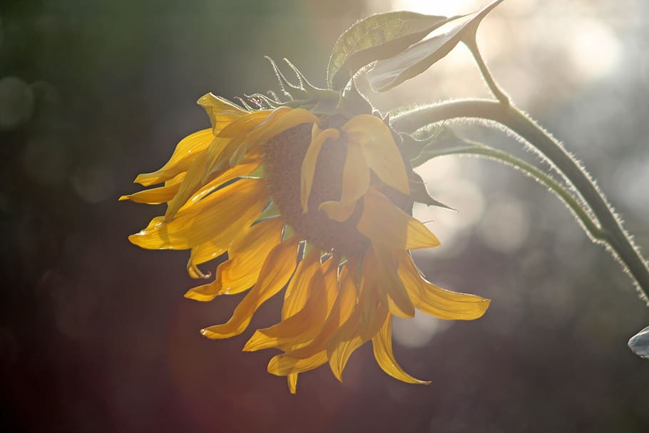 background, pattern, sun flower, flowers, flowering plant, beauty in nature HD wallpaper