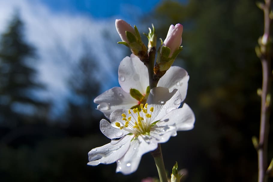 almond tree, flower, spring, flowering plant, freshness, fragility HD wallpaper