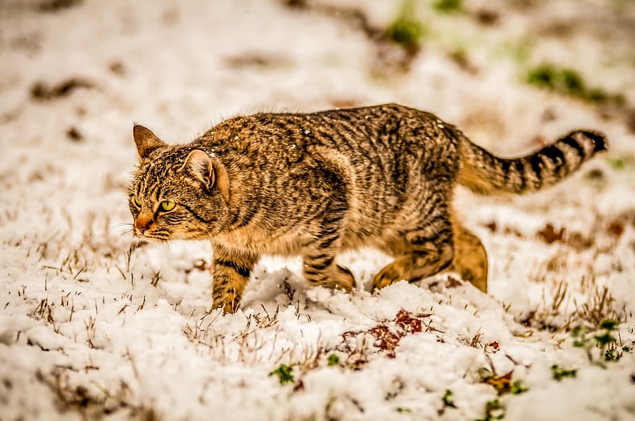 orange tabby cat on snow covered field, Snow, Tiger, Cool, Cold, Winter HD wallpaper