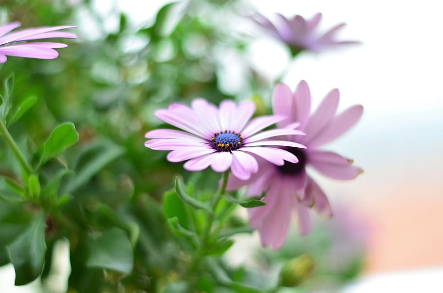 Flower, Green, Plant, Nature, Background, macro, close, pink flower, HD wallpaper