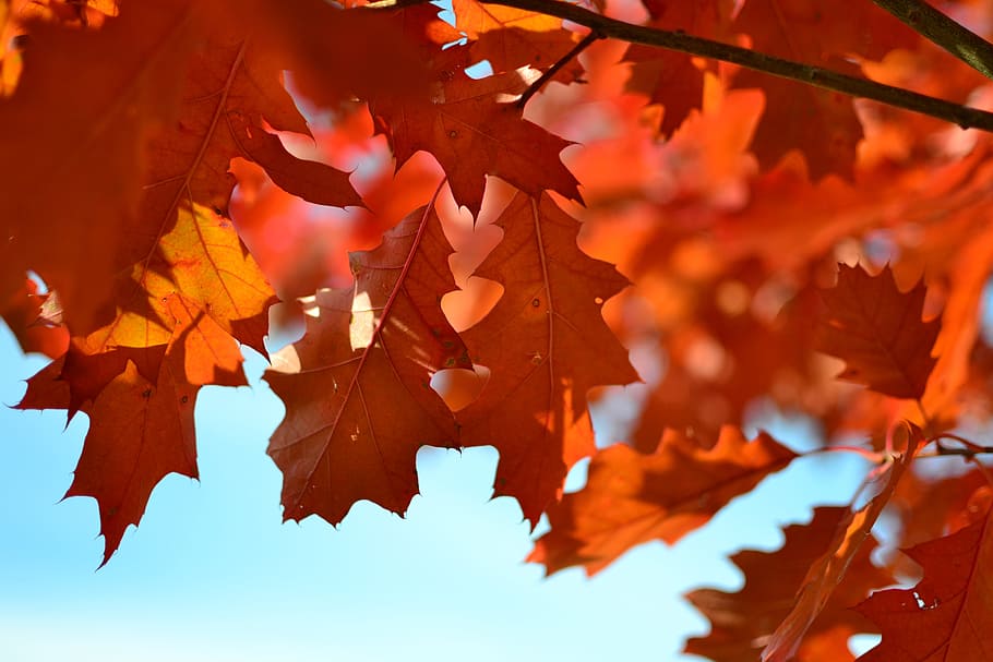 Orange Maple Tree during Daytime, autumn, leaves, macro, sky HD wallpaper