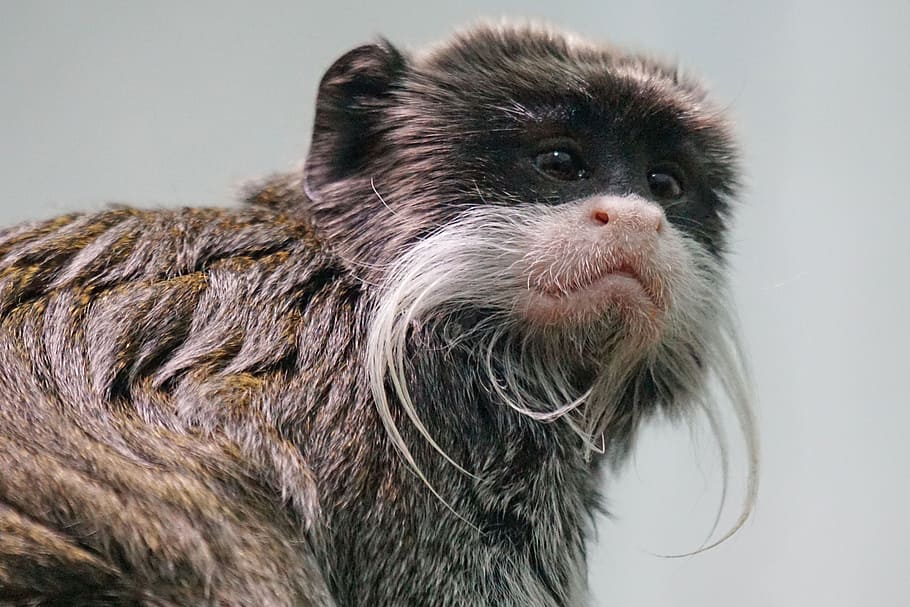 monkey, small, cute, animal themes, one animal, mammal, domestic HD wallpaper