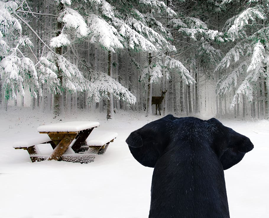 snow, winter, cold, tree, roe deer, dog, scheu, young deer HD wallpaper