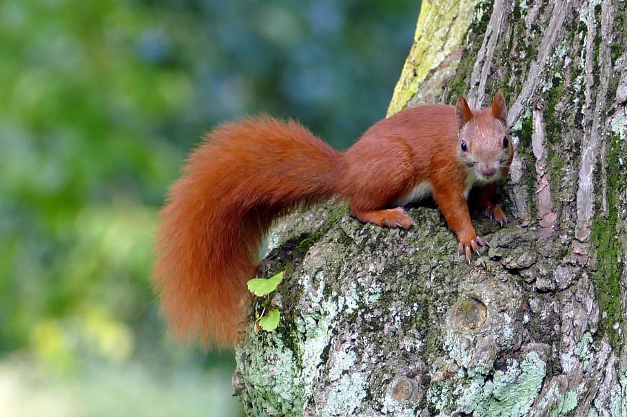 brown squirrel on tree trunk, forest cat, park, nature, cute HD wallpaper