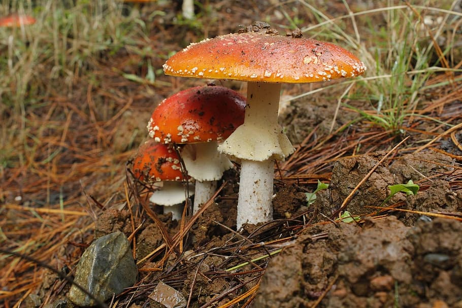 fungus, forest, mushroom, wild, natural, autumn, fungi, white, HD wallpaper